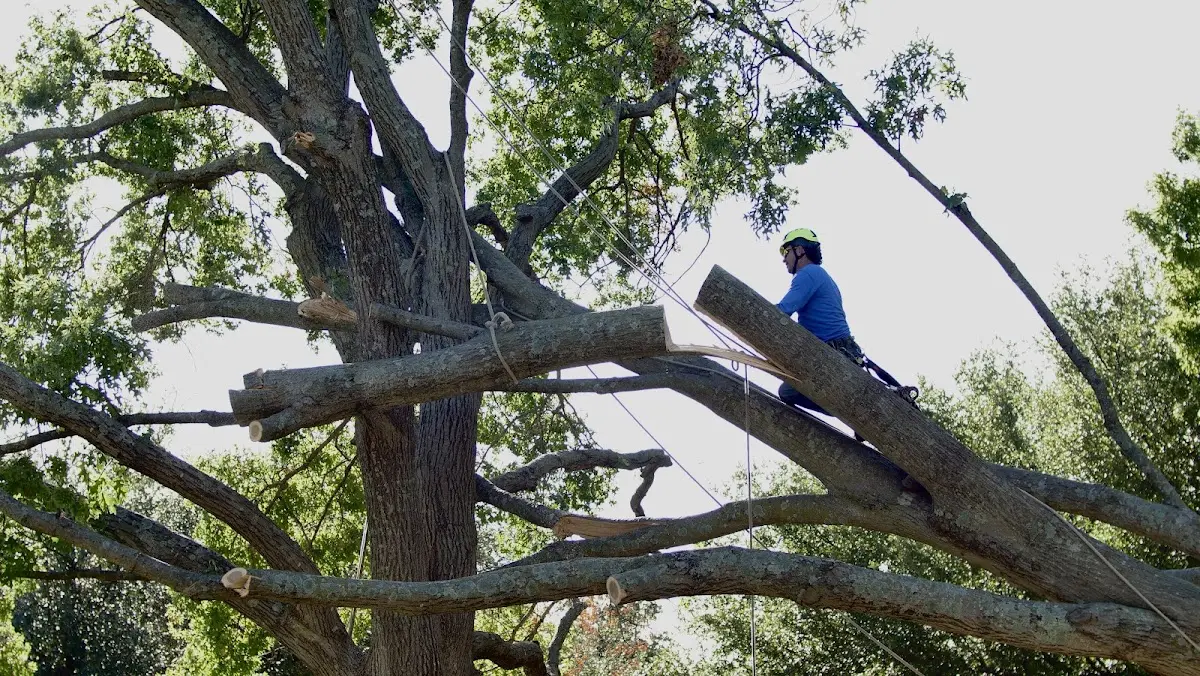 Professional Crown Thinning performed by certified arborists in Ewing